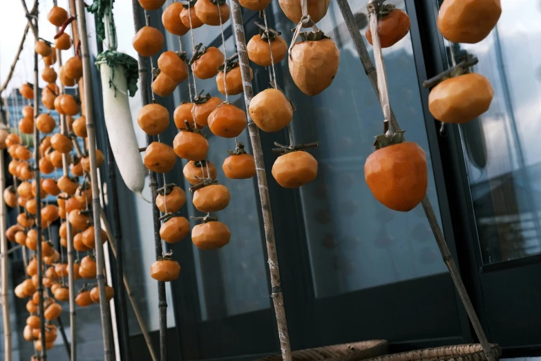 many orange fruit hanging on metal poles outside