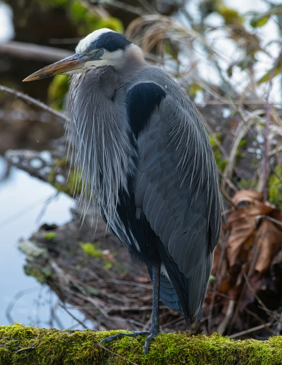 large bird perched on top of a mossy log