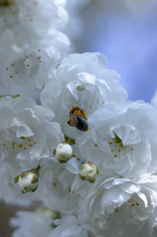 white flowers are blooming with a bee inside