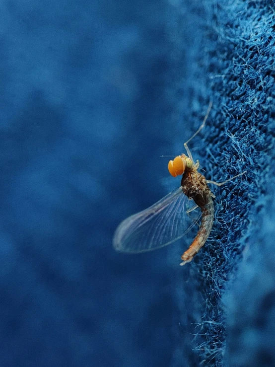 a fly sitting on a blue, fabric that has tiny dots on it