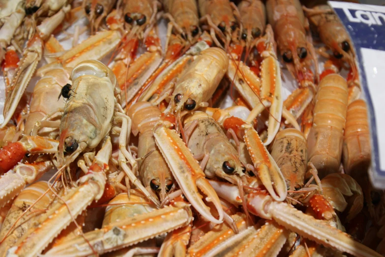 fresh boiled crabs with skin on display at a grocery store