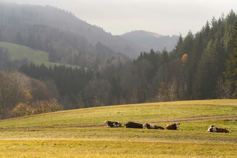 a group of cows grazing on the grass in a field