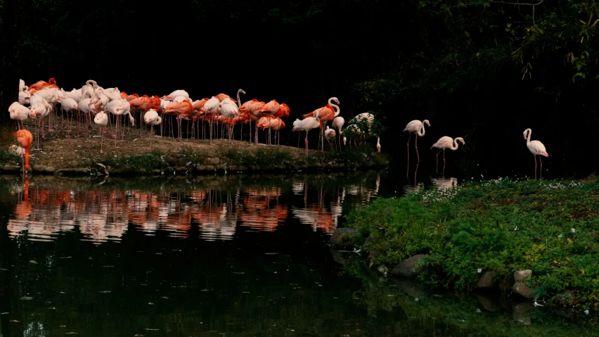 many flamingos are standing around a lake