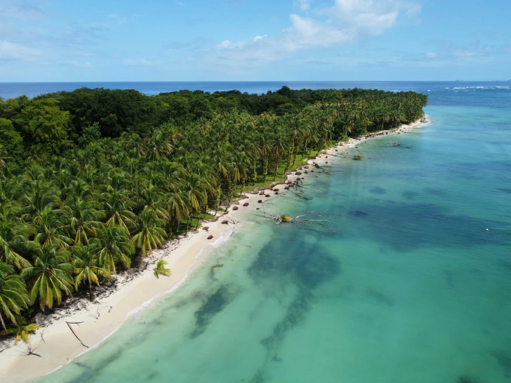 an aerial view of a beach lined with palm trees