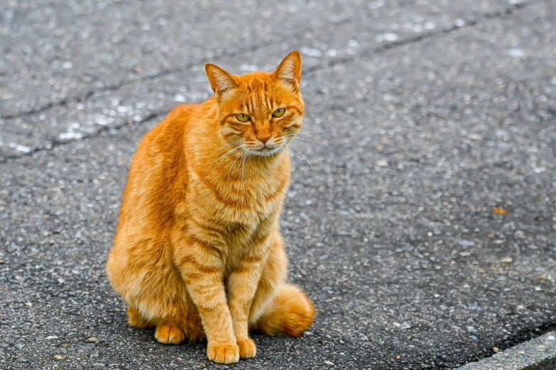 an orange tabby cat sitting in a parking lot