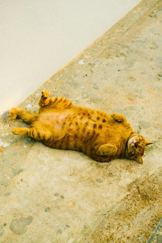 an orange cat lays down on a sidewalk