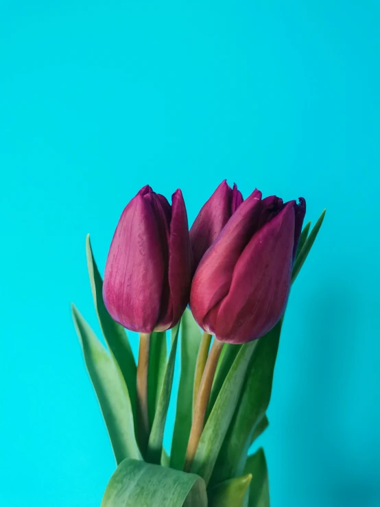 some purple tulips are displayed on a bright blue background