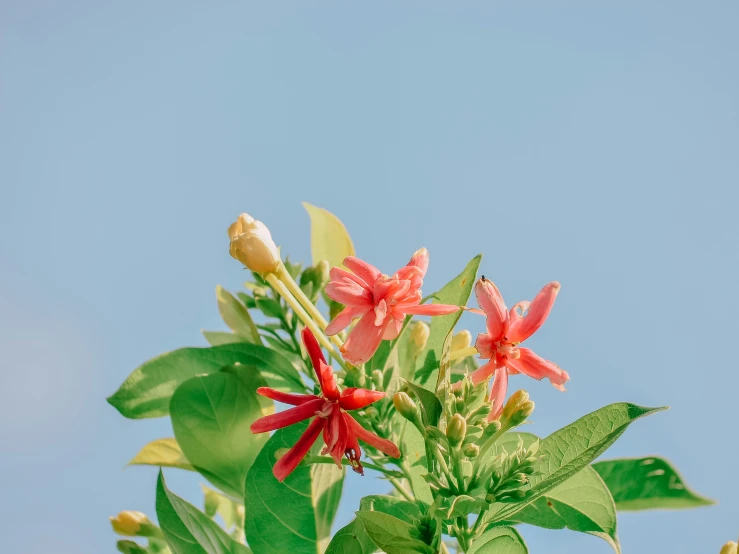 a bright red flower is in a pot on a table