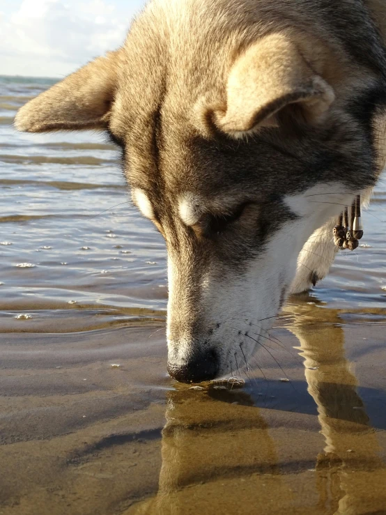 a close up of a dog with its mouth open at the ocean