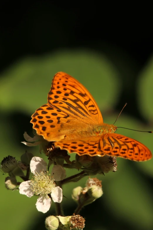 an orange and black erfly sitting on white flowers