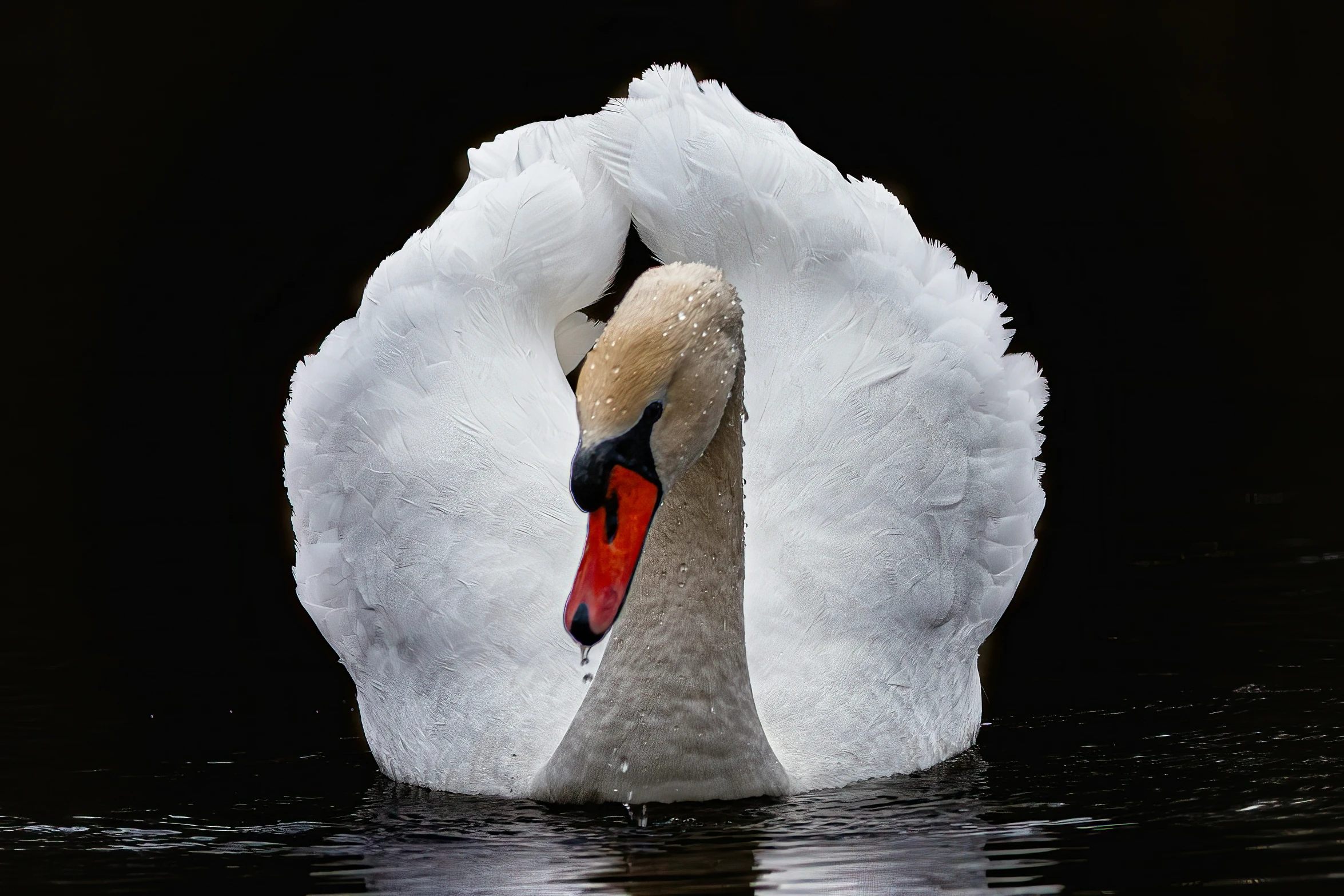 a swan is swimming in the water and making its way across the water