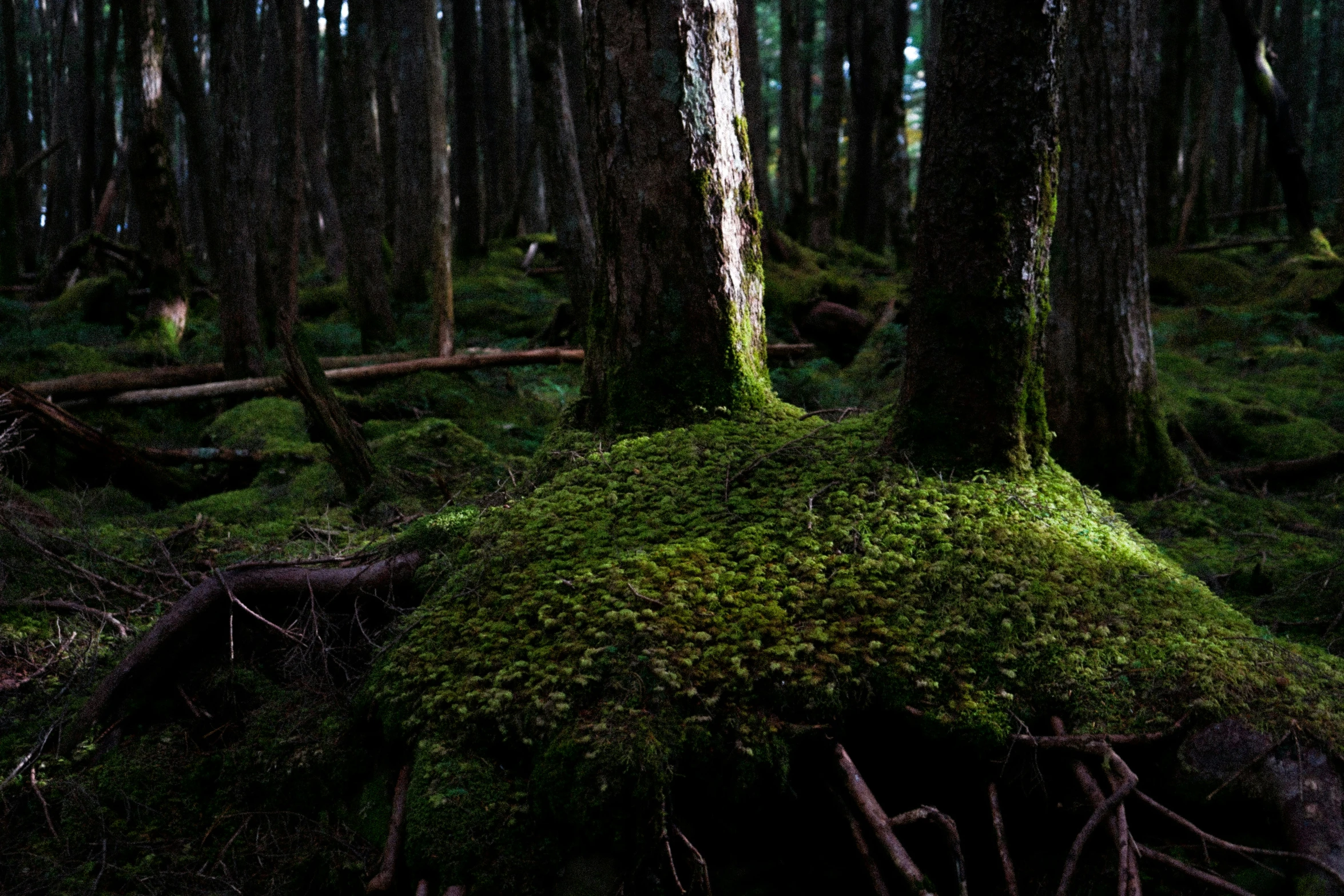 a green moss covered tree trunk in the forest