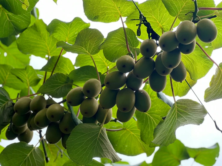 there are green fruits hanging from the tree