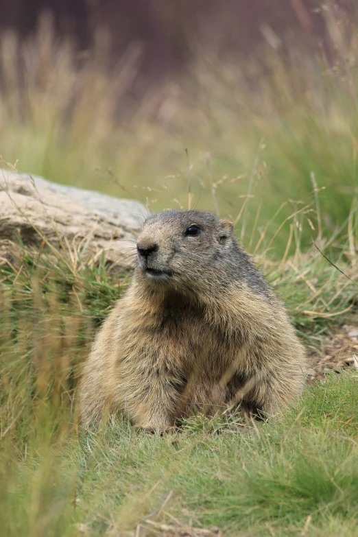 a yellow and black marmot sits in the grass