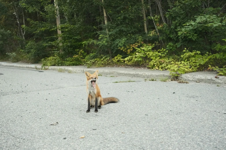 a fox that has its tongue out looking towards the camera