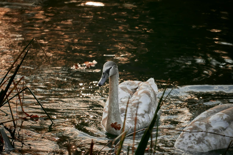 the two swans are swimming together in the water