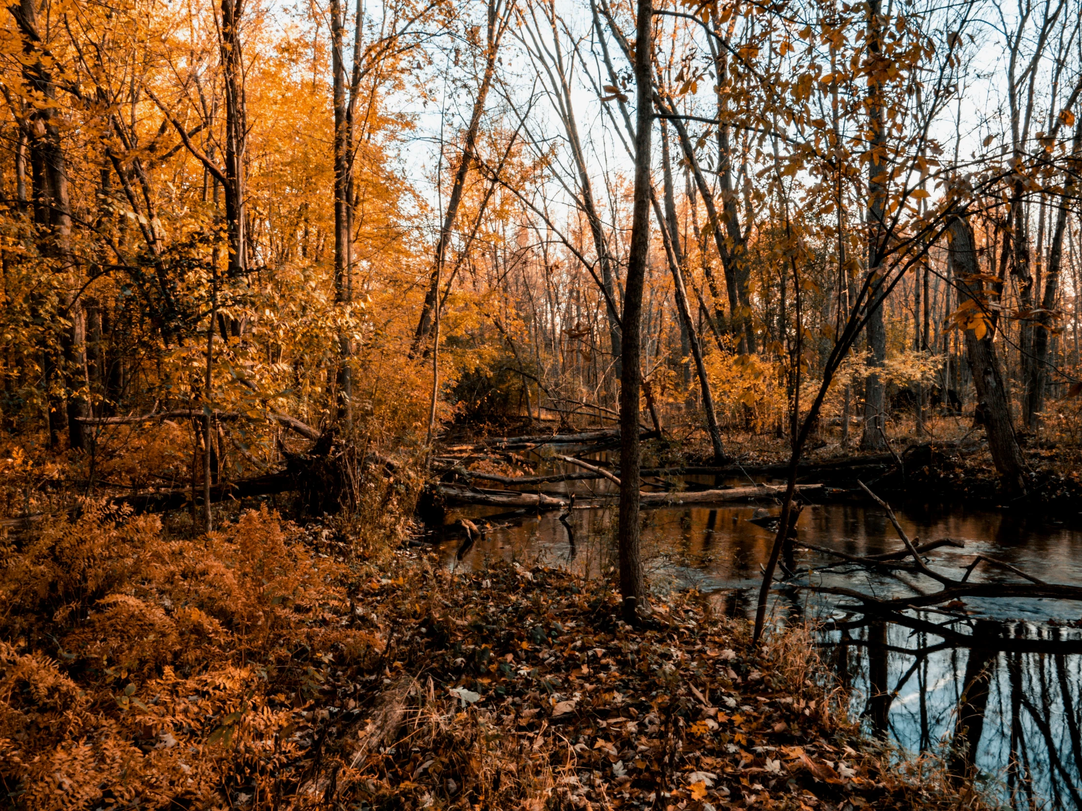 there is a very small body of water in the woods