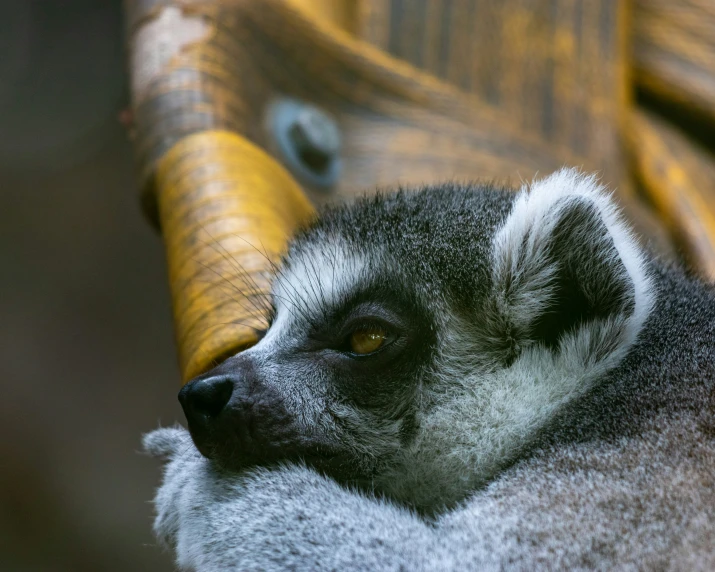 a close up of a small animal near some furniture