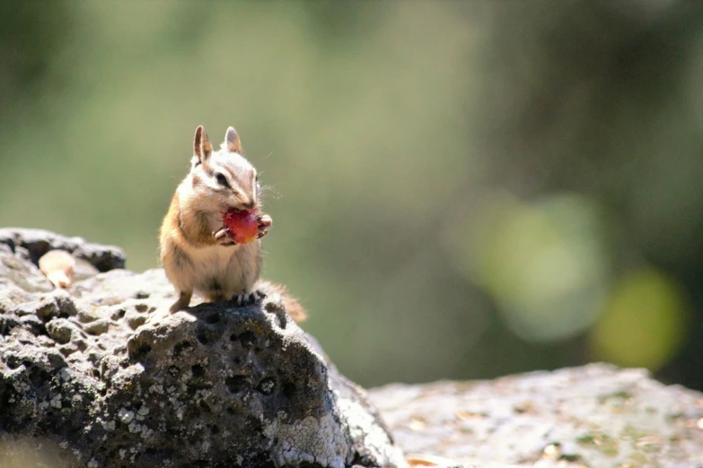 a small brown animal on a rock eating soing