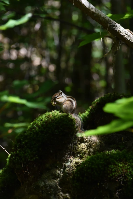 there is a little squirrel sitting on the moss covered rock