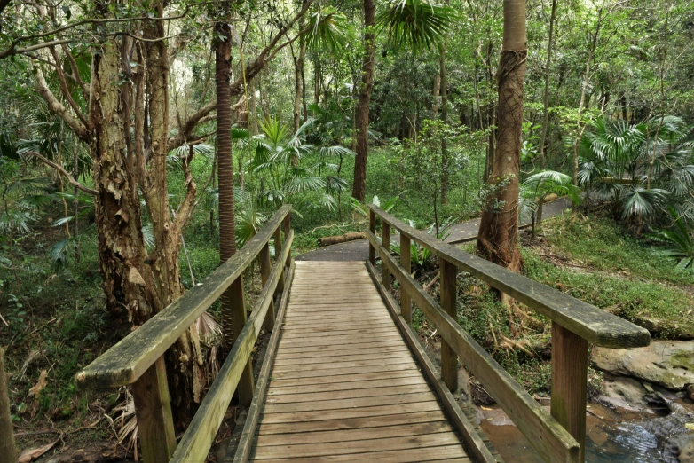 a wooden bridge in the middle of a forest with trees