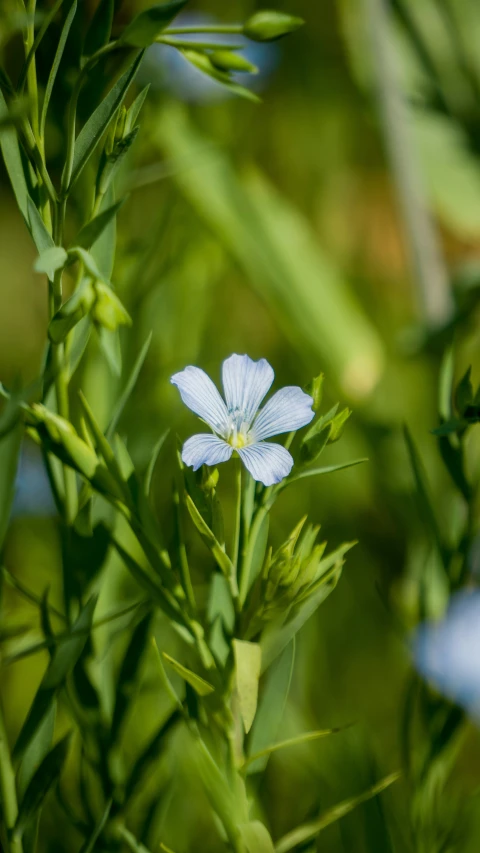 small blue flowers are in the green grass