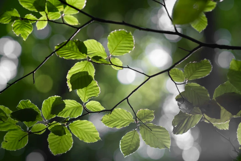 close - up of green leaves and tree nches in daylight