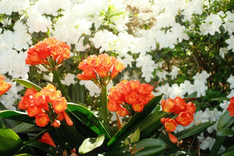 flowers in the garden bloom in bright sunbeams