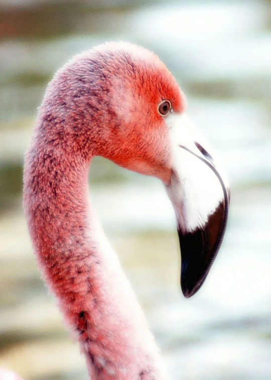 a pink bird standing in front of a body of water