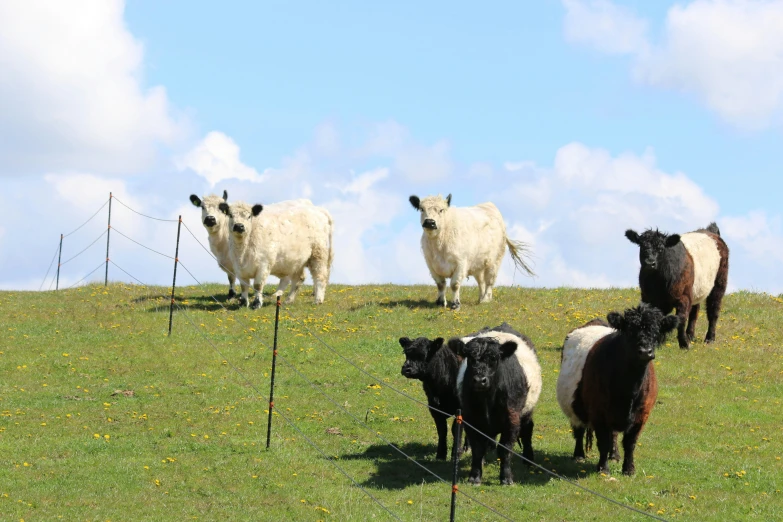 a number of animals on a field near a fence