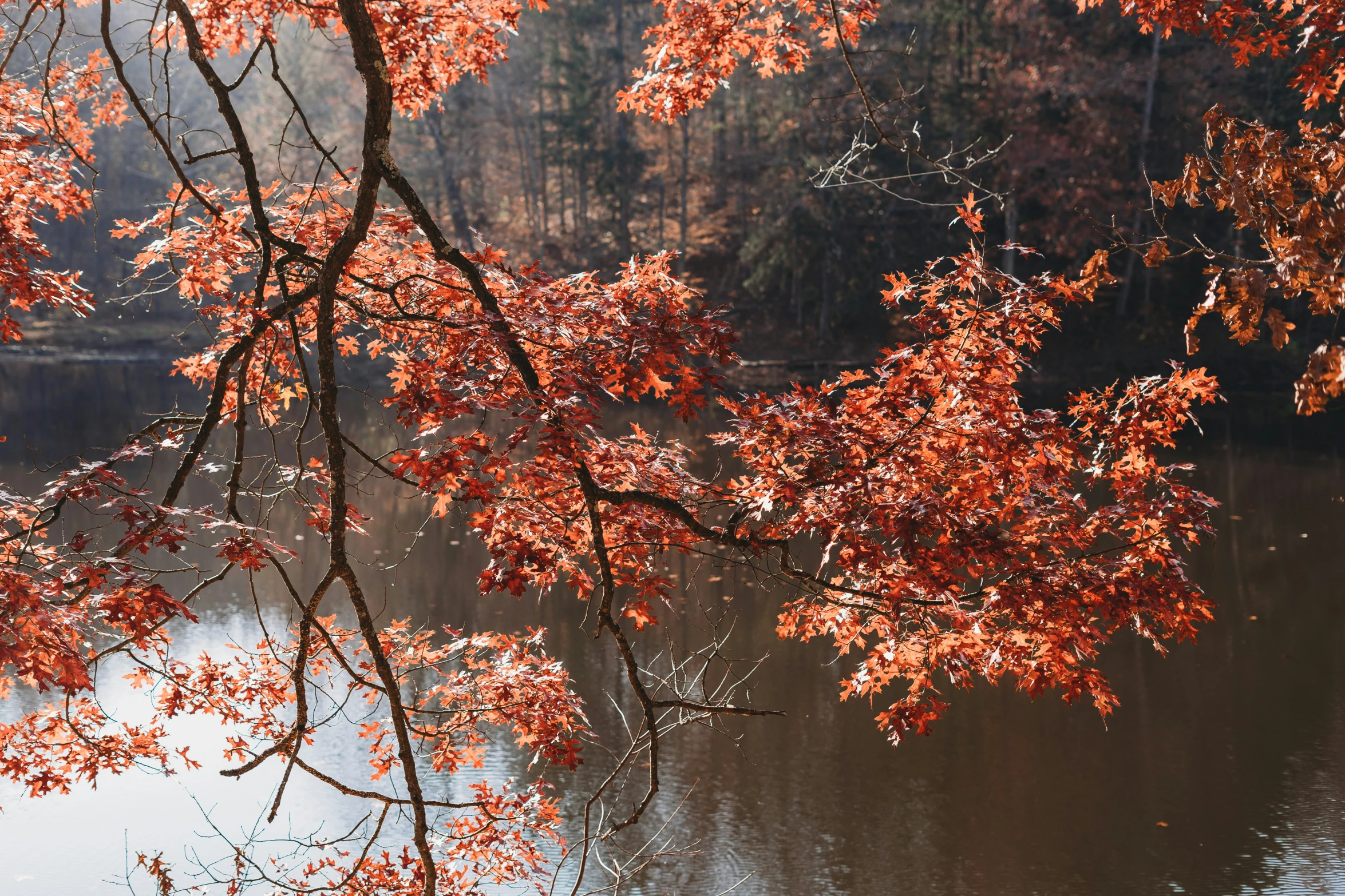 the view from across the water in autumn