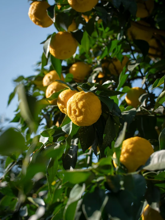 a tree filled with lots of ripe yellow fruit