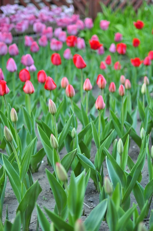 the tulips are blooming all around in the yard