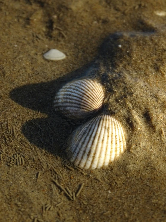 there are two shells on the beach sand