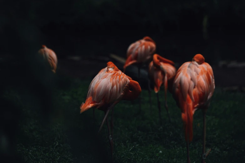 three flamingos in the dark on some grass