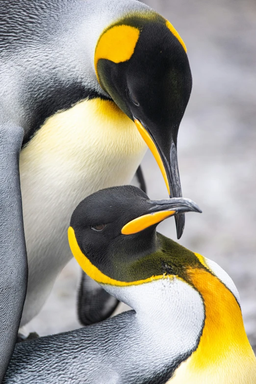 two penguins emcing each other in the water