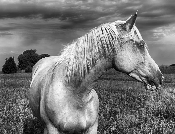 a large horse standing in a field next to trees