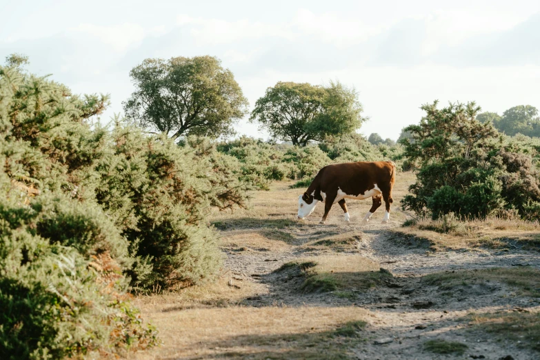 a cow that is standing on some dirt