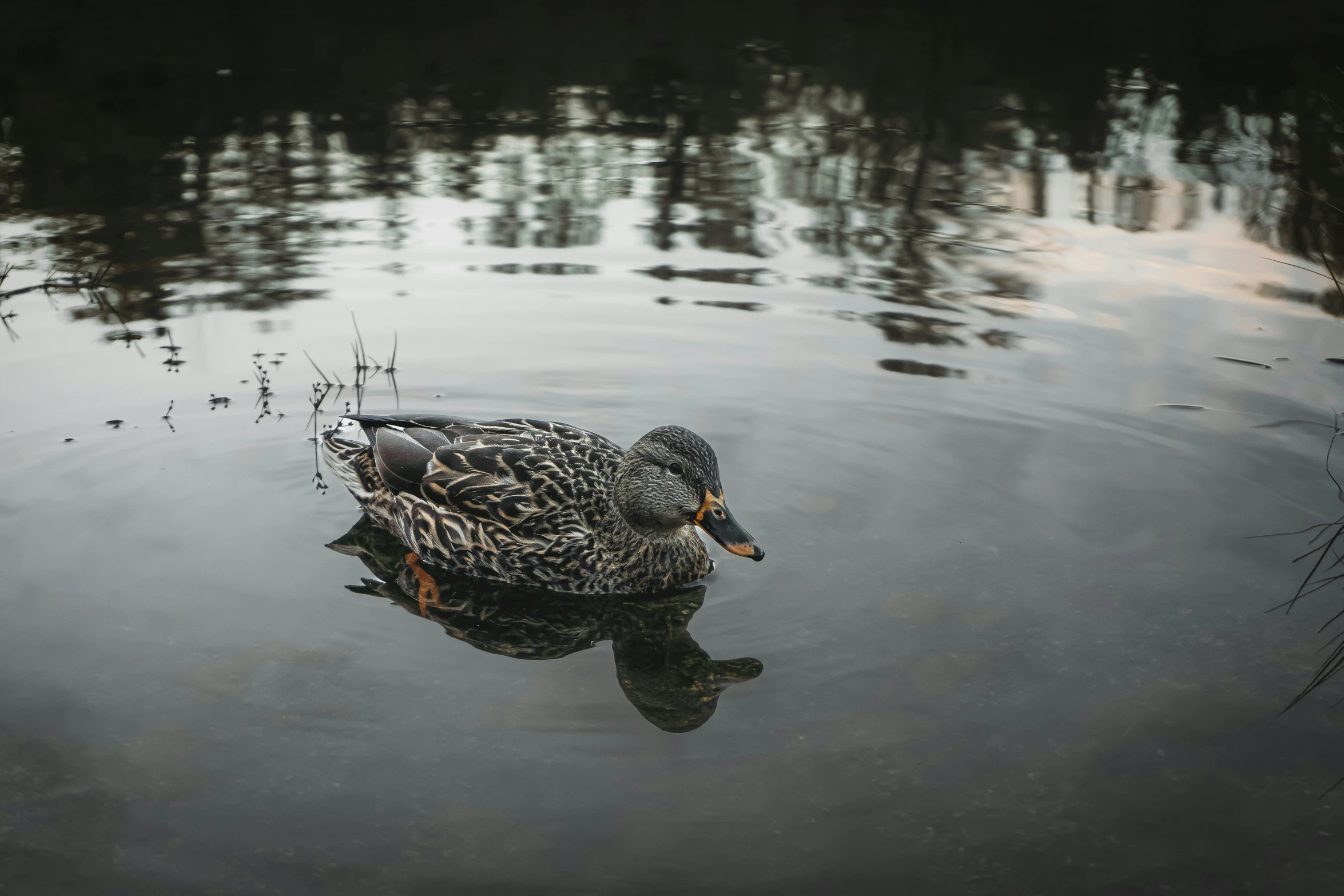 a duck is swimming across the water alone