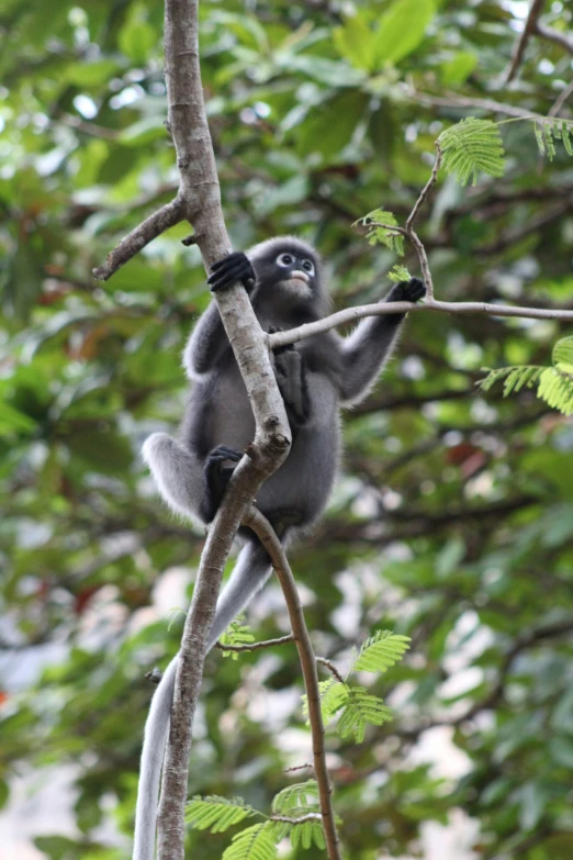 a small monkey with a black head sitting on a tree nch