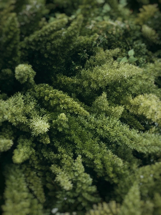 top view of a bunch of green trees