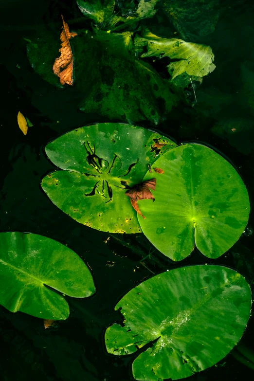 green waterlilies in shallow water with leaves in the foreground