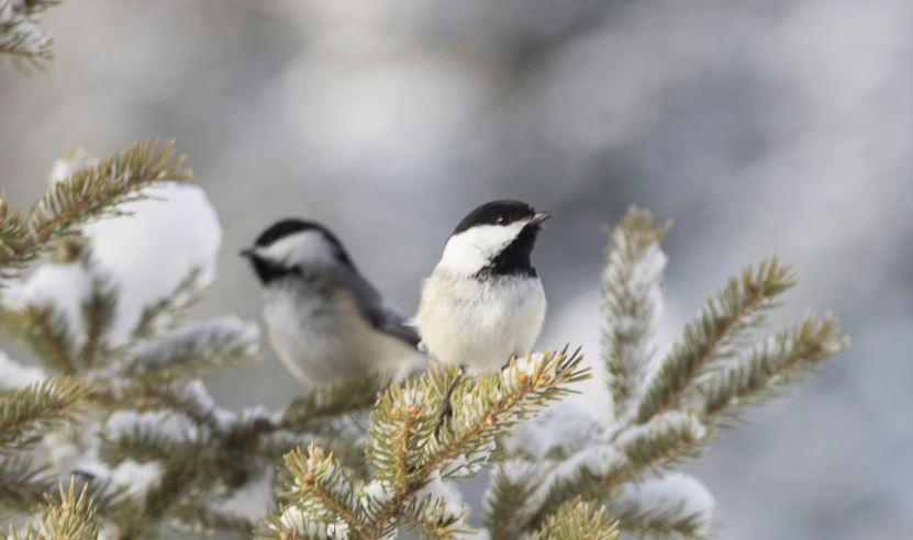 two small birds sitting on a pine tree