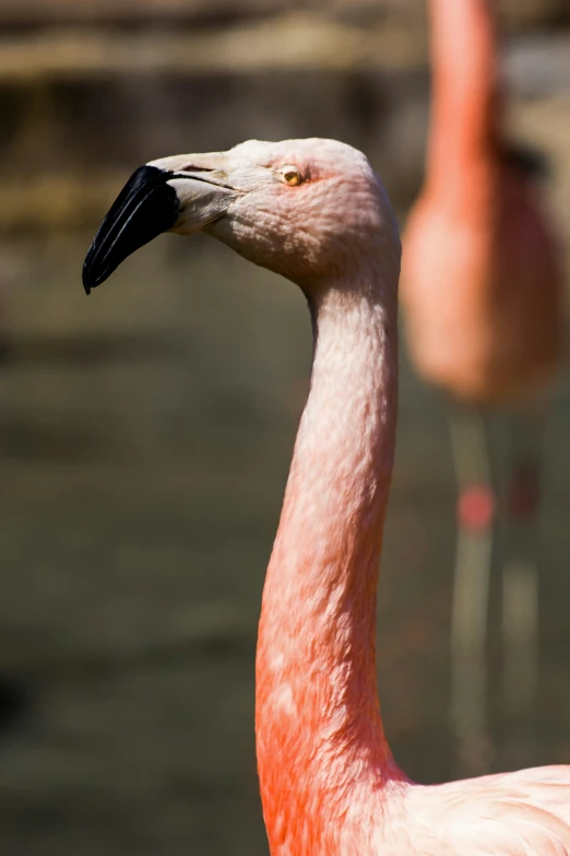 there is a bird that has a black head