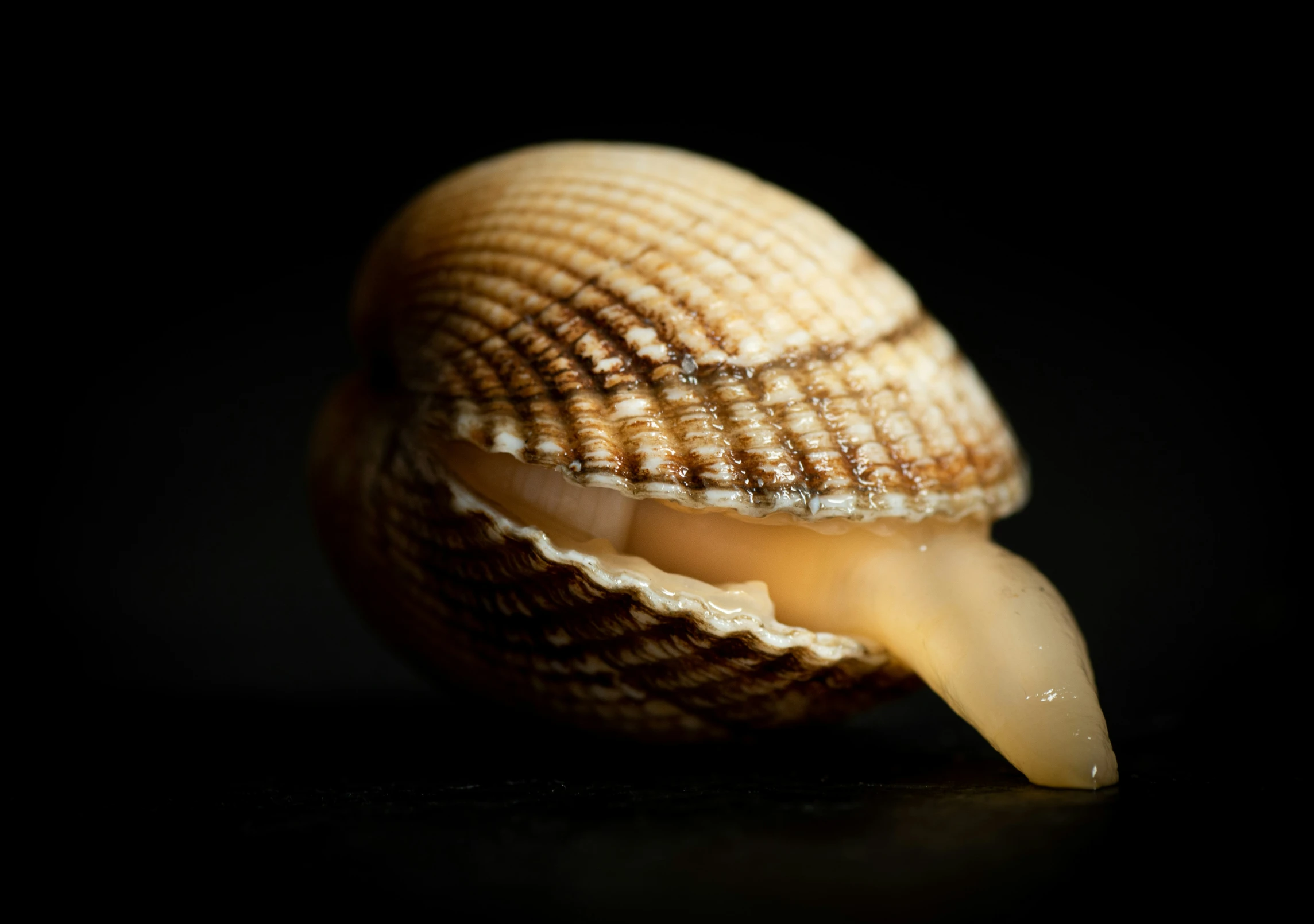 the shell is made from natural shelling