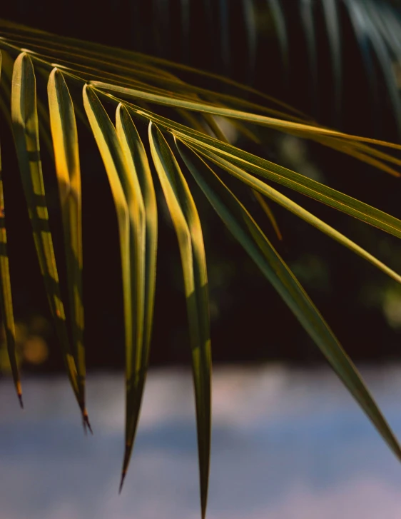 close up of large palm leaf in the sun