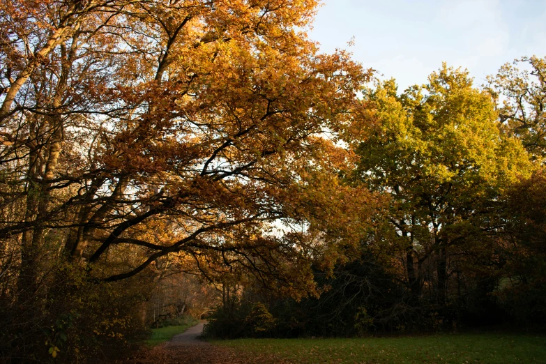 trees and a pathway are shown near the green grass