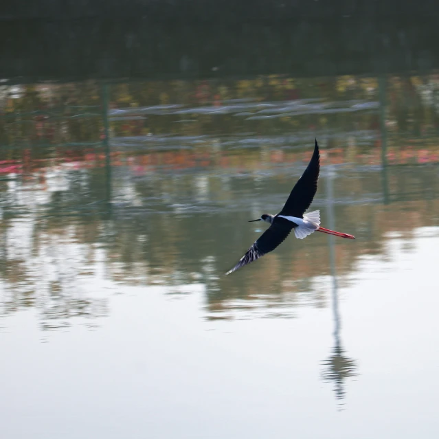 a bird flying above a body of water