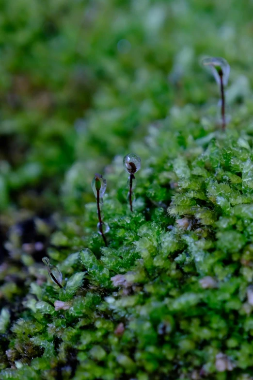 an image of closeup of moss that can be seen growing