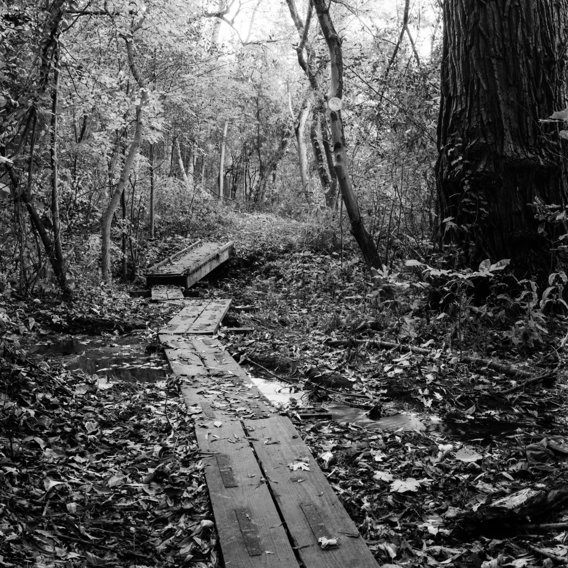 a wooden walkway in a park with leaves on the ground